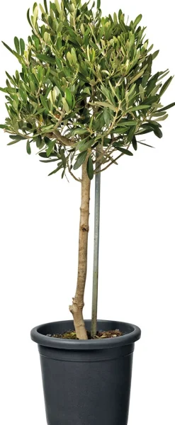 Discount Olivenbaum (Olea) D 18 H  cm Olivenbaum