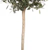 Outlet Olivenbaum (Olea europaea) D 28 H 130 cm Immergrüne Pflanzen|Winterharte Pflanzen