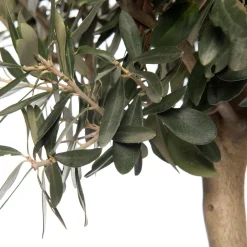 Outlet Olivenbaum (Olea europaea) D 28 H 130 cm Immergrüne Pflanzen|Winterharte Pflanzen