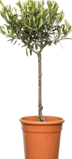 Olivenbaum (Olea europaea) D 16 H 50 cm Immergrüne Pflanzen|Winterharte Pflanzen
