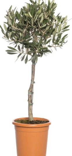 Hot Olivenbaum (Olea europaea) D 24 H 110 cm Olivenbaum