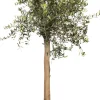 Best Olivenbaum (Olea europaea) D 40 H 100 cm Olivenbaum