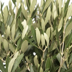 Best Olivenbaum (Olea europaea) D 30 H 120 cm Olivenbaum