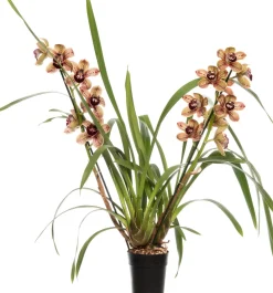 Online Orchidee (Cymbidium braun 3-4 Zweige) D 14 H 80 cm Blühende Zimmerpflanzen|Orchideen