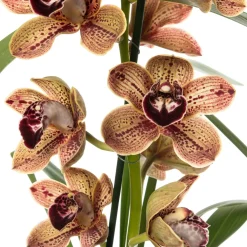 Online Orchidee (Cymbidium braun 3-4 Zweige) D 14 H 80 cm Blühende Zimmerpflanzen|Orchideen
