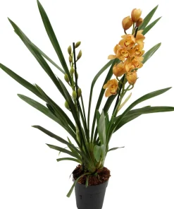 Best Orchidee (Cymbidium) orange D 14 H 85 cm Blühende Zimmerpflanzen|Orchideen
