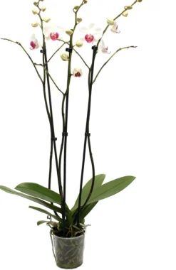 Best Orchidee (Phalaenopsis) weiß D 12 H 55 cm Blühende Zimmerpflanzen|Orchideen