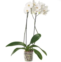 Discount Orchidee (Phalaenopsis) weiß D 12 cm H 55 cm Blühende Zimmerpflanzen|Orchideen