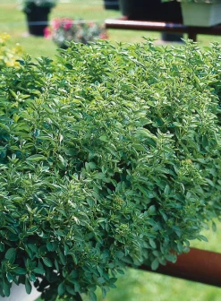 Hot Oregano (Origanum vulgare) D 9 H 5 cm Blühende Pflanzen|Winterharte Pflanzen