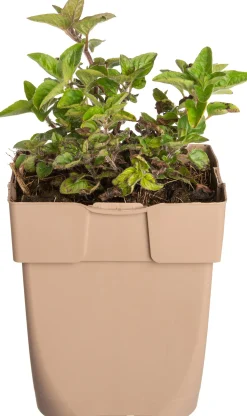 Oregano (Origanum vulgare) D 11 H 10 cm Blühende Pflanzen|Winterharte Pflanzen