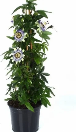 Outlet Passionsblume (Passiflora caerulea) D 19 H 65 cm Blühende Pflanzen|Kletterpflanzen