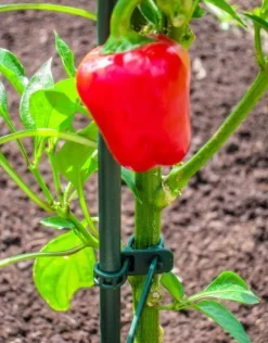 Outlet Peacock Pflanzstab D 8 mm H 60 cm Rankhilfen|Pflanzstäbe