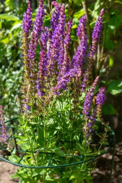 Discount Peacock Stützgitter mit 3 Stäben grün D 40 H 100 cm Rankhilfen|Rankgitter & Spaliere