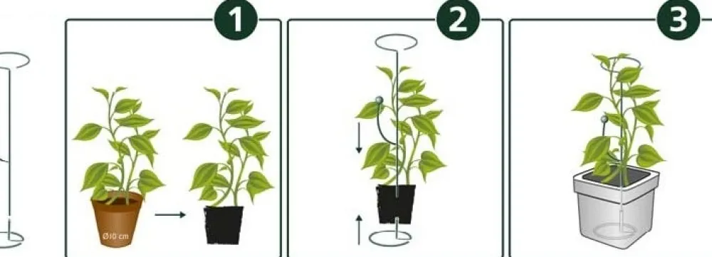 Hot Peacock Stützhilfe grün D 12 H 5 cm Rankhilfen|Pflanzenstützen