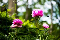 Best Peacock Stützring Kreis Wellenform halbrund grün D 54 cm Rankhilfen|Pflanzstäbe