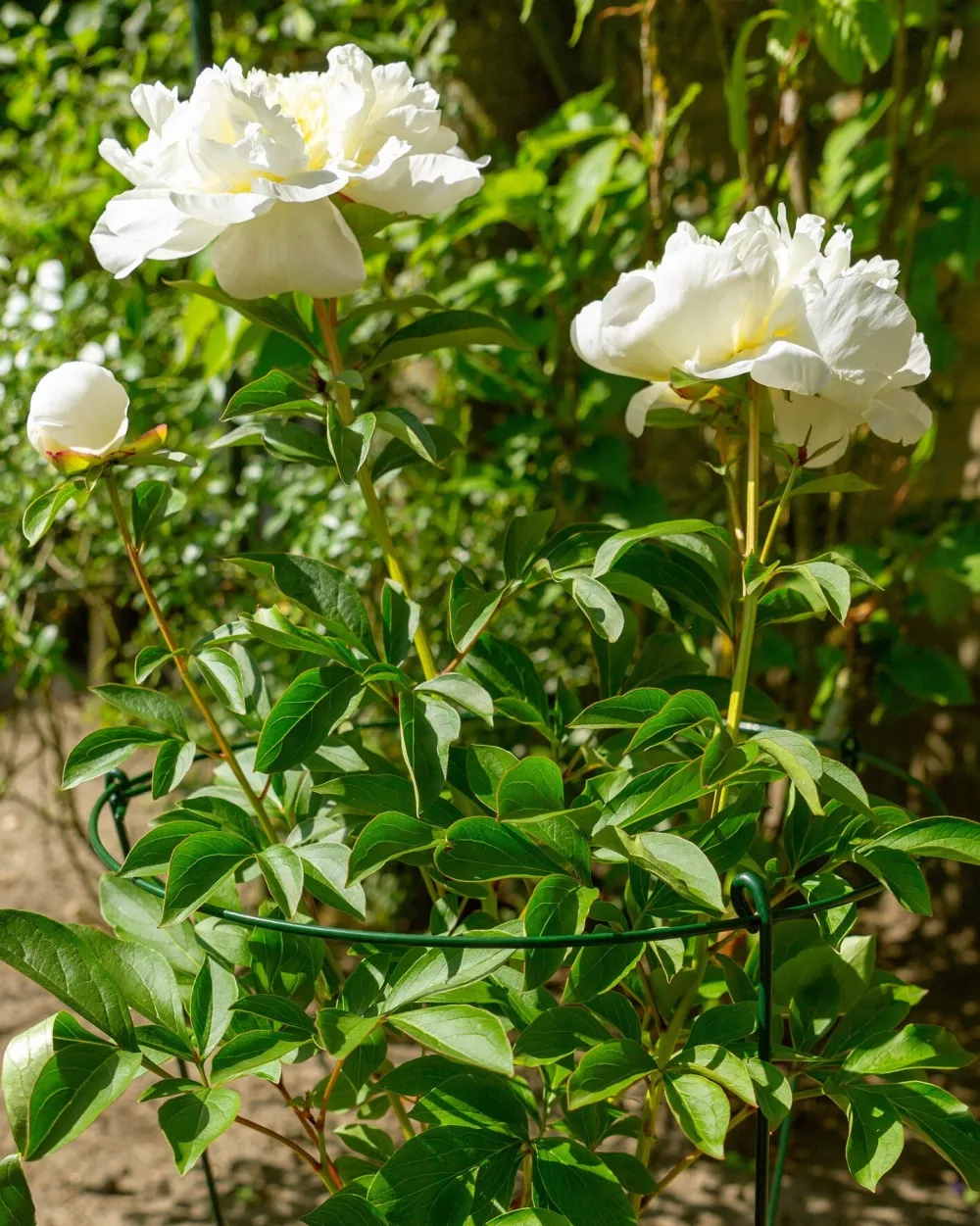 Sale Peacock Stützring mit 3 Stäben grün D 25 H 75 cm Rankhilfen|Pflanzenstützen