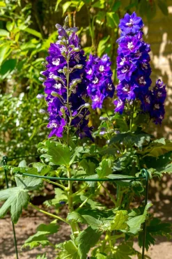 Sale Peacock Stützring mit 3 Stäben grün D 45 H 100 cm Rankhilfen|Pflanzenstützen
