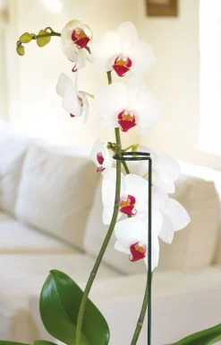 Discount Peacock Stützstab mit Ring und Zweig D 5 H 75 cm Rankhilfen|Pflanzenstützen