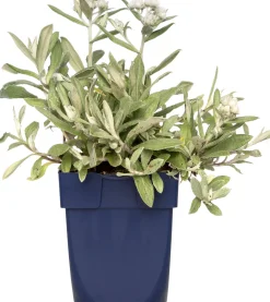 Best Perlkörbchen (Anaphalis triplinervis) D 11 H 10 cm Blühende Pflanzen|Winterharte Pflanzen