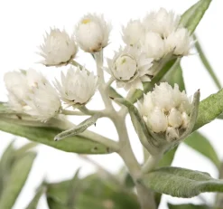 Best Perlkörbchen (Anaphalis triplinervis) D 11 H 10 cm Blühende Pflanzen|Winterharte Pflanzen