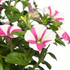 Online Petunie (Petunia) D 25 H 40 cm Einjährige Pflanzen|Petunien