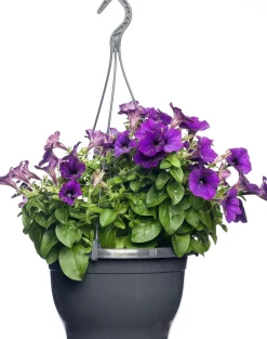 Online Petunie (Petunia) D 25 H 40 cm Einjährige Pflanzen|Petunien