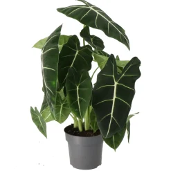 Outlet Pfeilblatt (Alocasia 'Frydek') D 17 H 50 cm Grünpflanzen|Alocasia