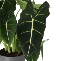 Outlet Pfeilblatt (Alocasia 'Frydek') D 17 H 50 cm Grünpflanzen|Alocasia