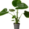 Sale Pfeilblatt (Alocasia gageana 'California') D 21 cm H 90 cm Große Pflanzen|Grünpflanzen