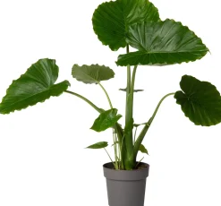 Sale Pfeilblatt (Alocasia gageana 'California') D 21 cm H 90 cm Große Pflanzen|Grünpflanzen
