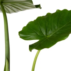 Sale Pfeilblatt (Alocasia gageana 'California') D 21 cm H 90 cm Große Pflanzen|Grünpflanzen