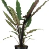 Best Pfeilblatt (Alocasia 'Lauterbachiana') D 19 cm H 75 cm Grünpflanzen|Alocasia