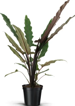 Best Pfeilblatt (Alocasia 'Lauterbachiana') D 19 cm H 75 cm Grünpflanzen|Alocasia