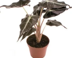 Sale Pfeilblatt (Alocasia 'Polly') D 6 H 15 cm Kleine Zimmerpflanzen|Grünpflanzen
