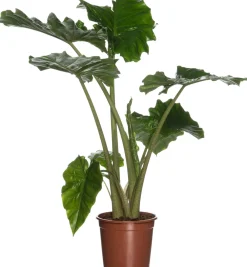 Pfeilblatt (Alocasia 'Portodora') D 21 cm H 80 cm Grünpflanzen|Alocasia