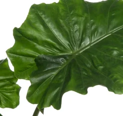 Pfeilblatt (Alocasia 'Portodora') D 21 cm H 80 cm Grünpflanzen|Alocasia