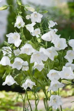 Outlet Pfirsichblättrige Glockenblume (Campanula persicifolia 'Alba') Blühende Pflanzen|Mehrjährige Pflanzen