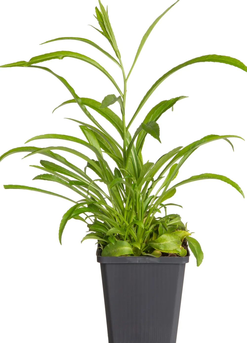 Online Pfirsichblättrige Glockenblume (Campanula persicifolia 'Coerulea') D 9 H 5 cm Blühende Pflanzen|Mehrjährige Pflanzen