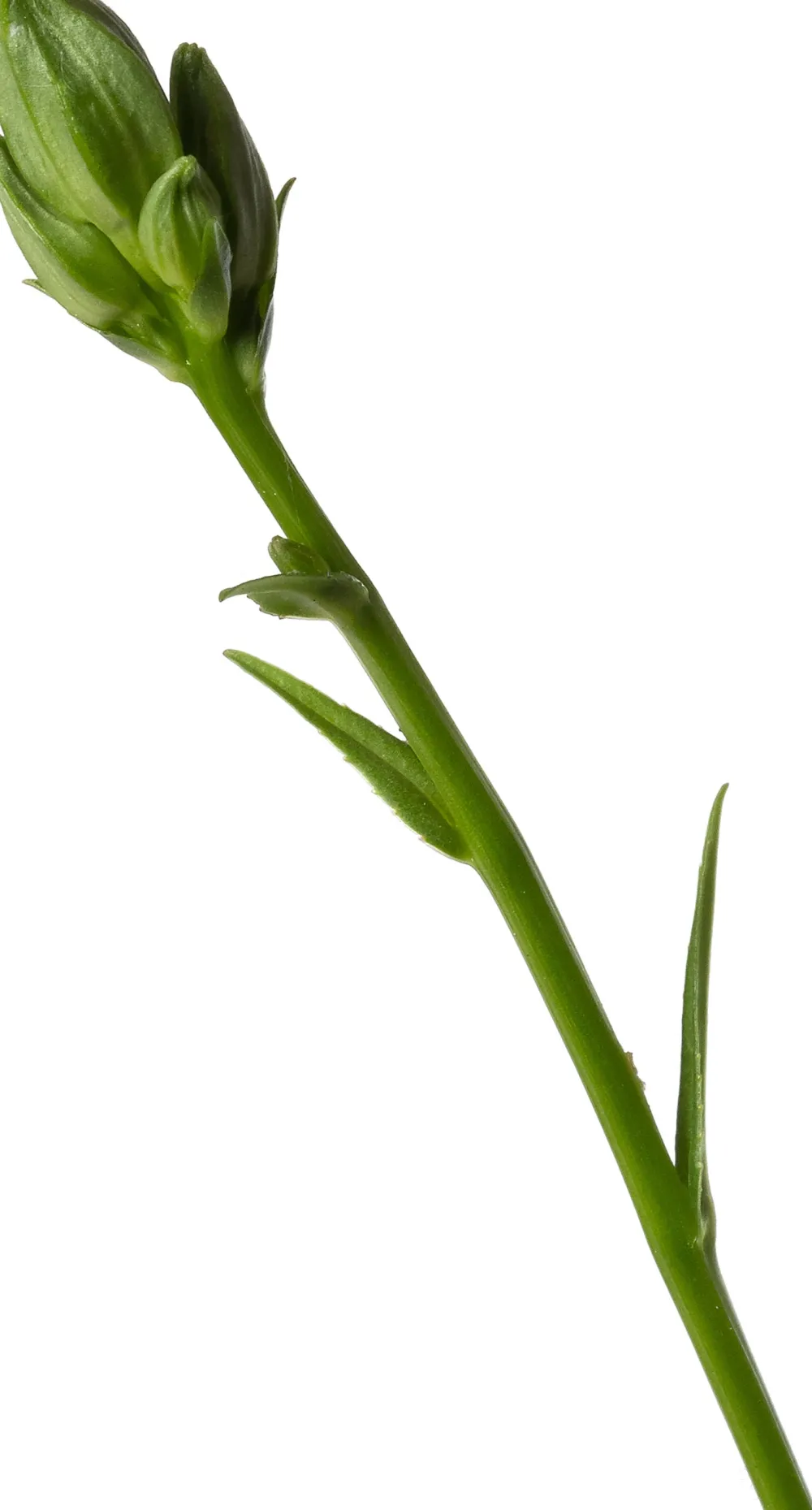 Online Pfirsichblättrige Glockenblume (Campanula persicifolia 'Coerulea') D 9 H 5 cm Blühende Pflanzen|Mehrjährige Pflanzen