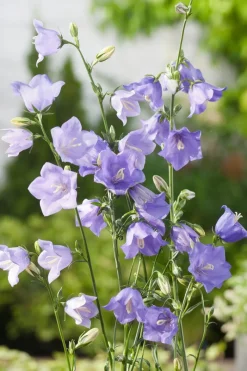 Online Pfirsichblättrige Glockenblume (Campanula persicifolia 'Coerulea') D 9 H 5 cm Blühende Pflanzen|Mehrjährige Pflanzen