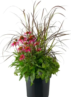 Clearance Pflanzen Mix 'Triple Beauty' (Echinacea, Heuchera, Pennisetum) D 26 H 80 cm Blühende Pflanzen|Mehrjährige Pflanzen