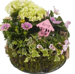 Online Pflanzenarrangement Sommerblüher in Korb D 30 H 30 cm Pflanzenarrangements|Für Sonne