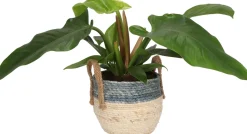 Outlet Pflanzenarrangement Zimmerpflanzen-Mix im Korb D 22 H 50 cm Pflanzenarrangements