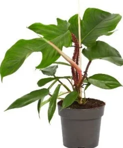 New Philodendron (Philodendron squamiferum) D 14 H 40 cm Grünpflanzen|Philodendron
