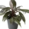 Clearance Philodendron (Philodendron 'Pink Princess Marble') D 6 H 15 cm Kleine Zimmerpflanzen|Grünpflanzen