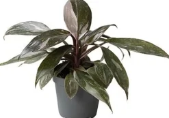 Clearance Philodendron (Philodendron 'Pink Princess Marble') D 6 H 15 cm Kleine Zimmerpflanzen|Grünpflanzen