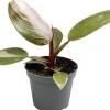 Online Philodendron (Philodendron 'Pink Princess') D 6 H 15 cm Kleine Zimmerpflanzen|Grünpflanzen