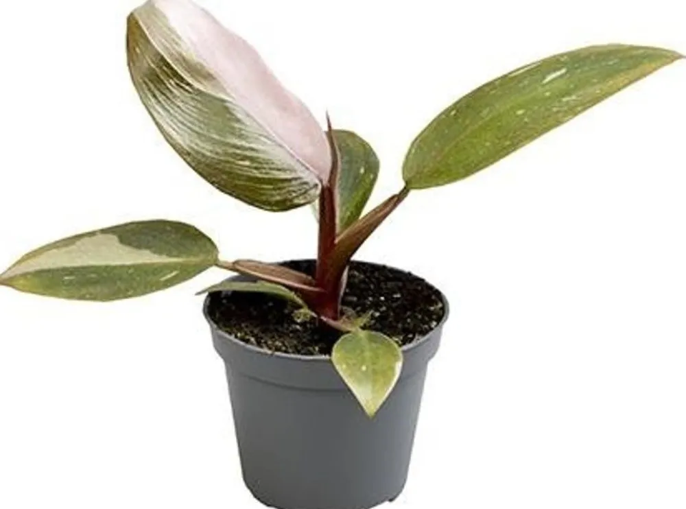 Online Philodendron (Philodendron 'Pink Princess') D 6 H 15 cm Kleine Zimmerpflanzen|Grünpflanzen