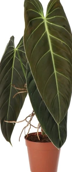Sale Philodendron (Philodendron melanochrysum) D 12 H 40 cm Grünpflanzen|Philodendron