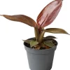Philodendron (Philodendron 'Red Sun') D 6 H 15 cm Kleine Zimmerpflanzen|Grünpflanzen
